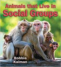 Animals that Live in Social Groups - Big Science Ideas